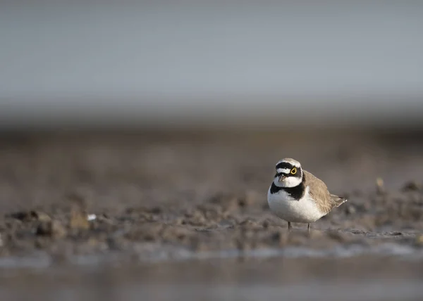 Strandpipare Morgonen — Stockfoto