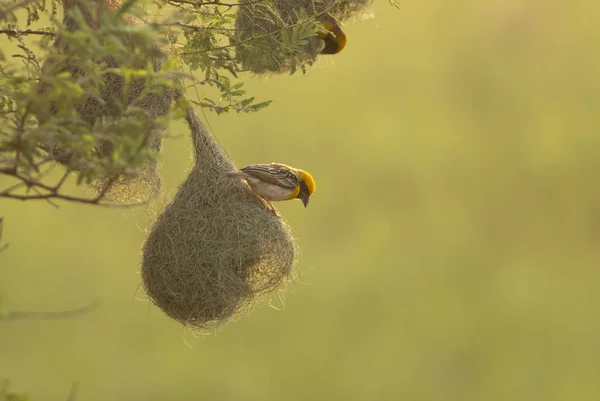 Baya Weaver Ploceus Philippinus Hnízdem — Stock fotografie