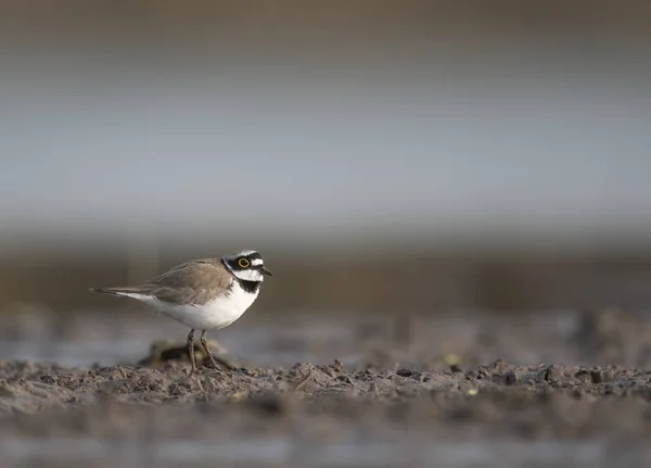 Kleine Plevier Wetland — Stockfoto