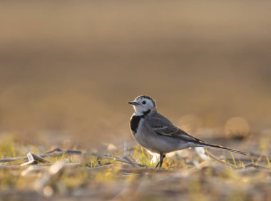 Gün batımında Beyaz Kuyruksallayan 