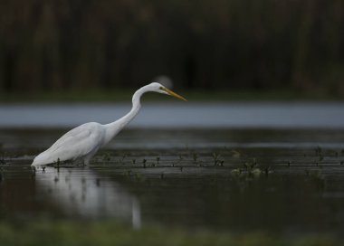 Büyük beyaz ak balıkçıl (Ardea alba)