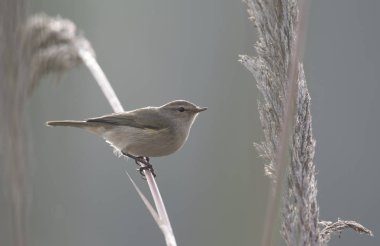 Ortak çıvgın, ya da sade bir şekilde çıvgın, 