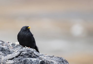 Dağlar üzerinde alp dağ kargası