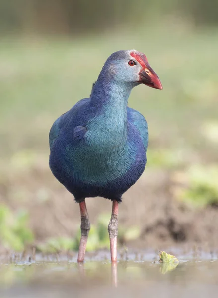 Szary Rallidae Czele Mglisty Poranek — Zdjęcie stockowe