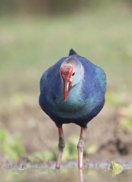 Graukopf Sumpfhuhn Morgen — Stockfoto