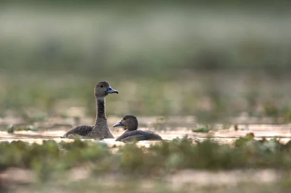 Familia Los Patos Silbantes Dendrocygninae — Foto de Stock