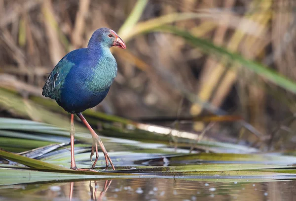 Swamphen Tête Grise Dans Misty Matin — Photo