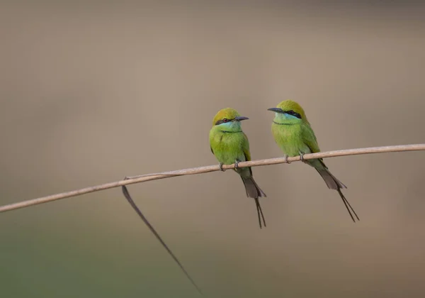 Little Green Bee Eaters — Stock Photo, Image