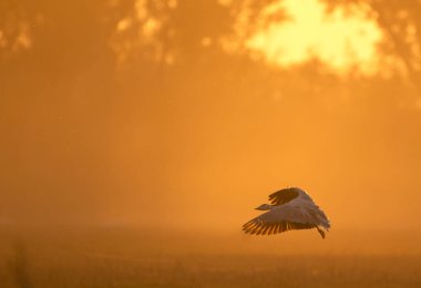 Bar başlı kaz gün batımında uçan 