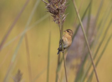 Baya Weaver (Ploceus philippinus) 