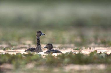 Ördek gölet (Dendrocygninae) ıslık 