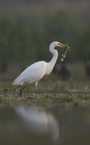 Büyük Beyaz Balıkçıl Ardea Alba — Stok fotoğraf