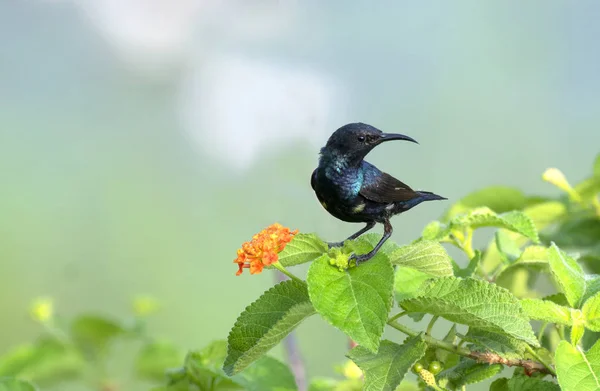 Lila Sunbird Nectarinia Asiatica — Stockfoto