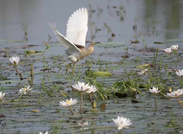 Indiai Üstökösgém Lotus Pond — Stock Fotó