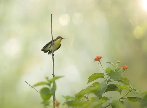 Púrpura Sunbird Nectarinia Asiatica — Foto de Stock