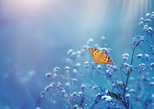 나비의 빈티지 — 스톡 사진