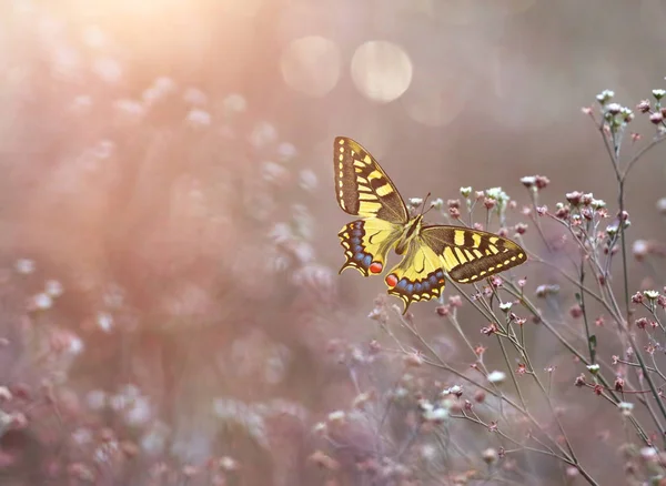 Papilio Machaon Velho Mundo Engolir Cauda — Fotografia de Stock