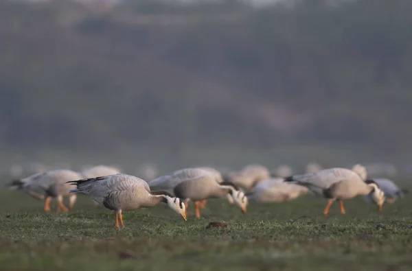 バーの群れの頭ガチョウ — ストック写真