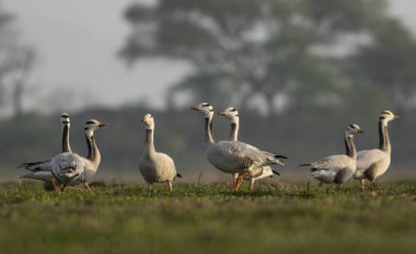 Çubuk başlı kaz sürüsü
