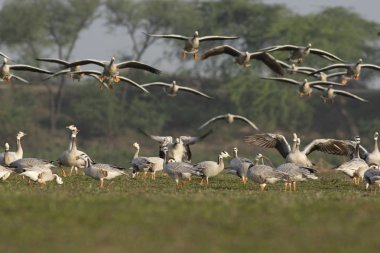 Çubuk başlı kaz sürüsü