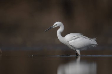 Küçük ak balıkçıl familyasına ait küçük balıkçıl