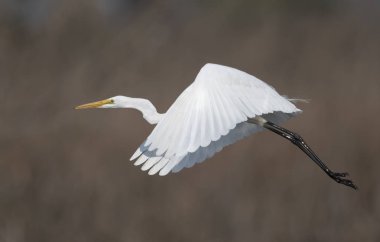 Büyük beyaz ak balıkçıl (Ardea alba)