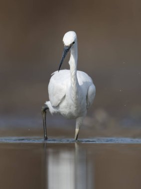 Balık için arıyorsunuz küçük ak balıkçıl