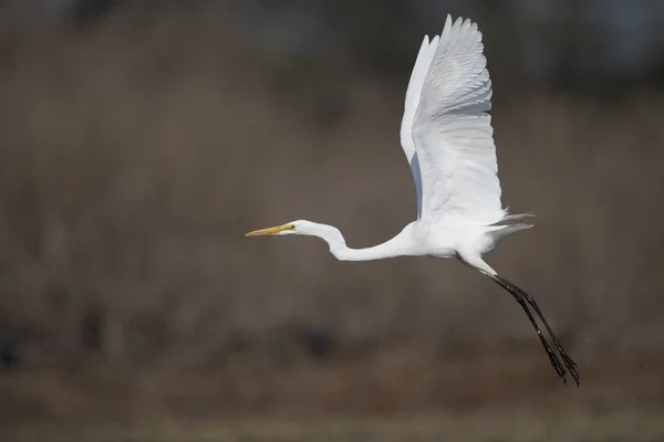 Great White Egret Ardea Alba — Stock Photo, Image