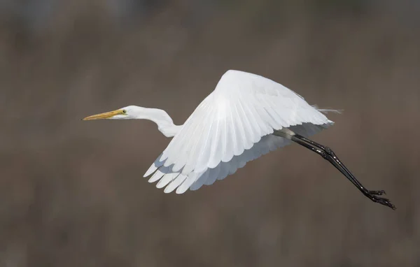 Великий Белый Эгрет Ardea Alba — стоковое фото