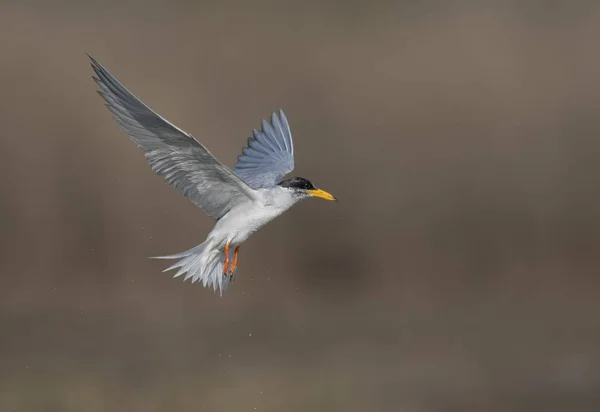 Río Tern Caza Amanecer —  Fotos de Stock