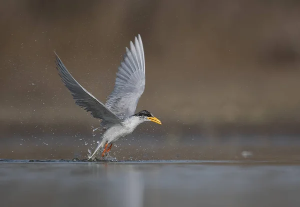 Rio Tern Caça Nascer Sol — Fotografia de Stock