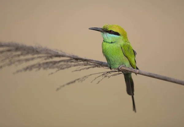 Little Green Bee Eater — Stock Photo, Image