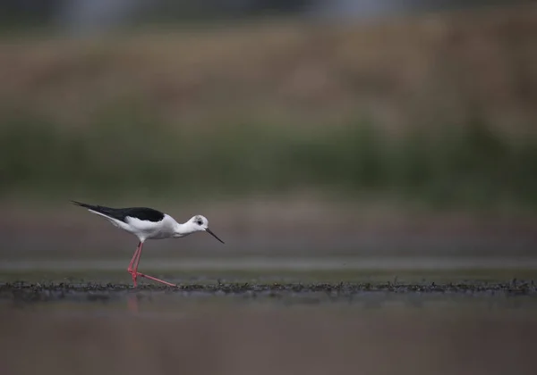 Alado Preto Stilt Himantopus Himantopus — Fotografia de Stock