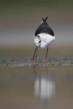 Uzunbacak (himantopus himantopus siyah kanatlı)