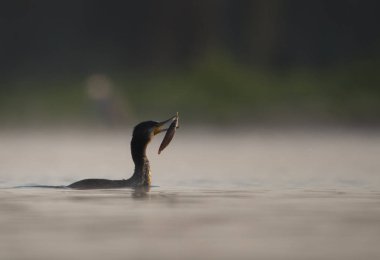 Büyük karabatak av gündoğumu