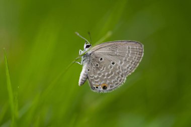 Chilades pandava, ovaları Cupid veya palmiye mavi, lycaenid kelebek familyasından bir