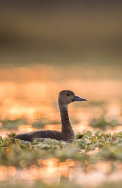 Whistling ördek (Dendrocygninae)