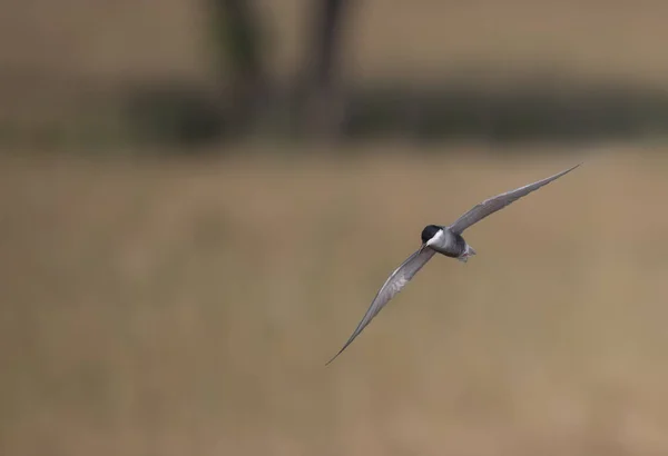 Bıyıklı Sumru Chlidonias Boş — Stok fotoğraf