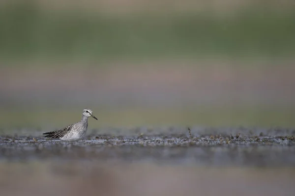 Flautista Arena Madera Tringa Glareola Por Mañana — Foto de Stock