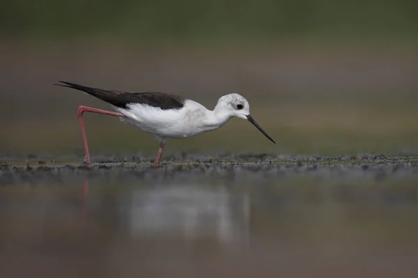 黒翼の高床式 Himantopus Himantopus — ストック写真