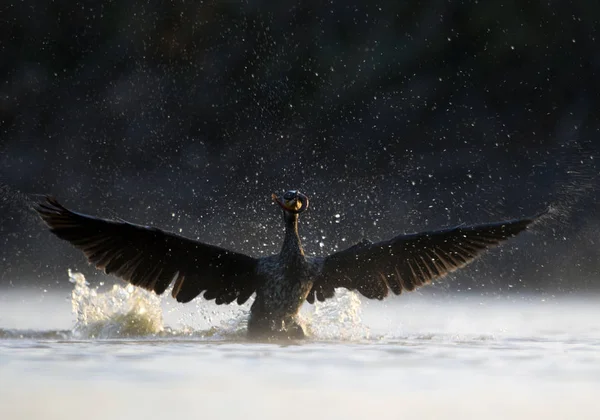 Büyük karabatak av gündoğumu