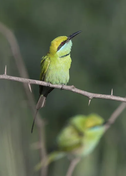 Mały Zielony Bee Eater — Zdjęcie stockowe