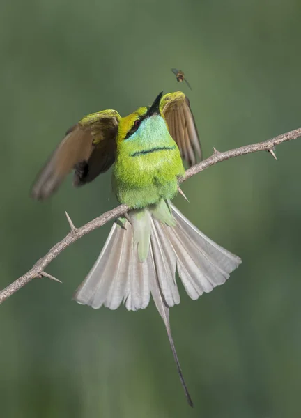 Kleine Groene Bee Eater Jacht — Stockfoto