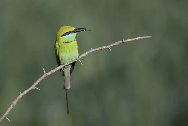 Kleine Groene Bee Eter — Stockfoto