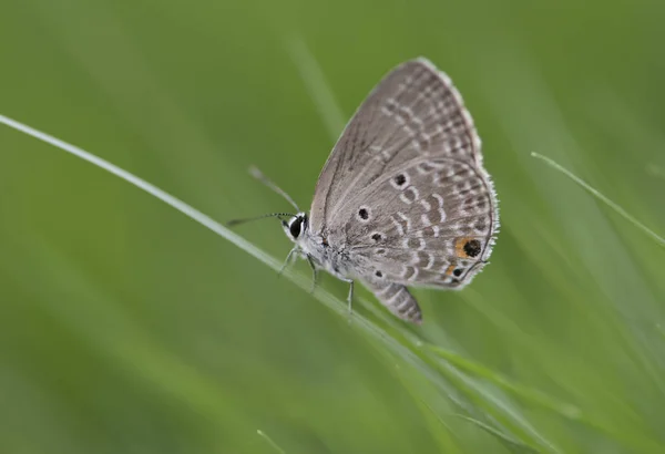 Chilades Pandava Uma Espécie Insetos Lepidópteros Mais Especificamente Borboletas Licaenídeos — Fotografia de Stock