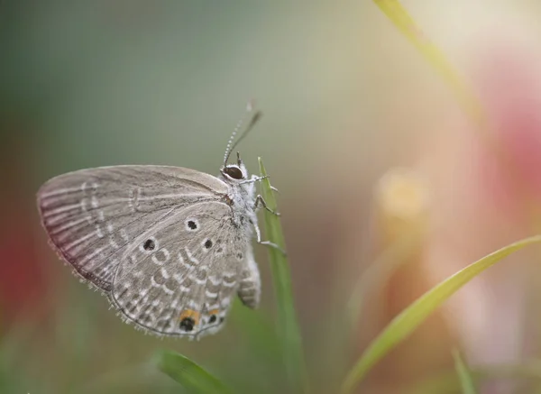 Chilades Pandava 平原丘比特或苏铁蓝 是一个 Lycaenid 蝴蝶的种类 — 图库照片