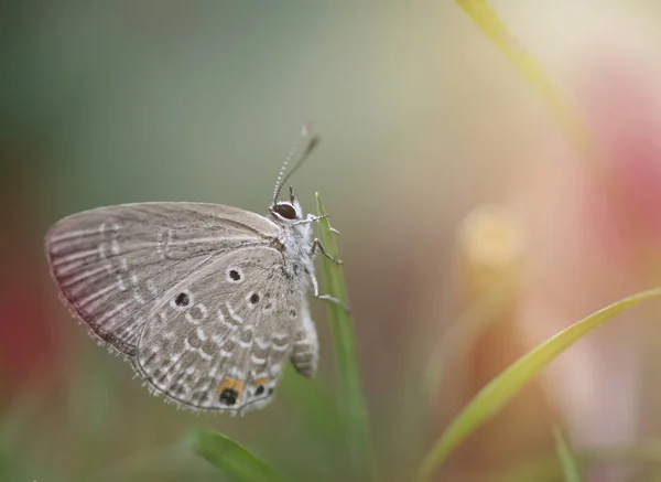 Chilades Pandava Vlakten Cupid Palmvarens Blauw Een Soort Van Lycaenid — Stockfoto