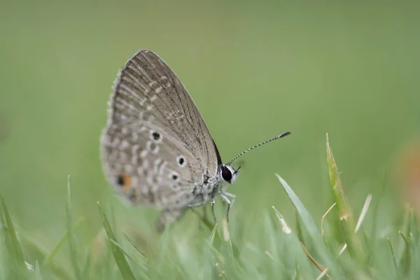 Chilades Pandava Vlakten Cupid Palmvarens Blauw Een Soort Van Lycaenid — Stockfoto