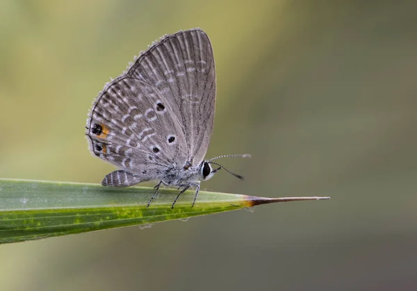 Chilades 平野キューピッドまたは青 ソテツはシジミチョウの種 — ストック写真