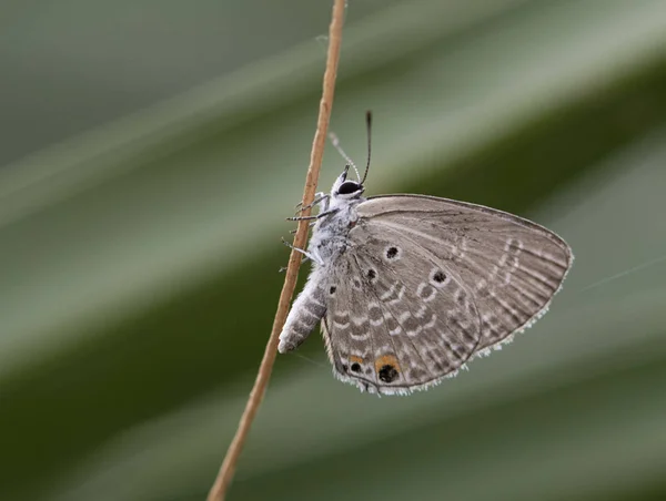 Chilades Pandava Cupidon Des Plaines Bleu Cyca Est Une Espèce — Photo